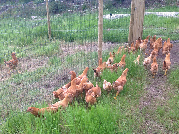 Gallos y gallinas en una explotación de Vicogal en Muimenta.