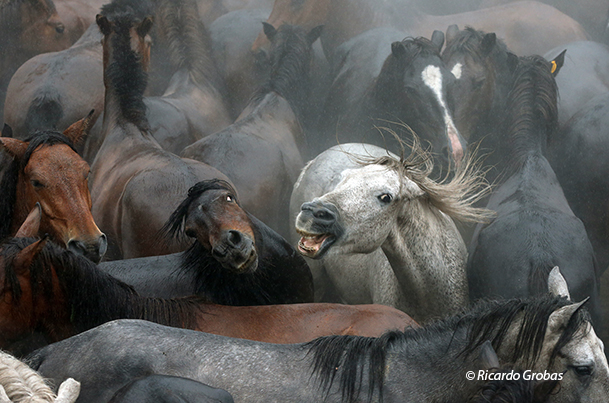 Como animales territoriales, los caballos salvajes escenifican fuertes peleas en el curro.